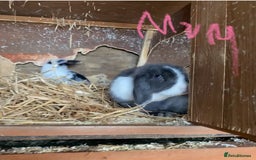 Mini Lop rabbits for sale: 4 beautiful rabbits  - Image 17