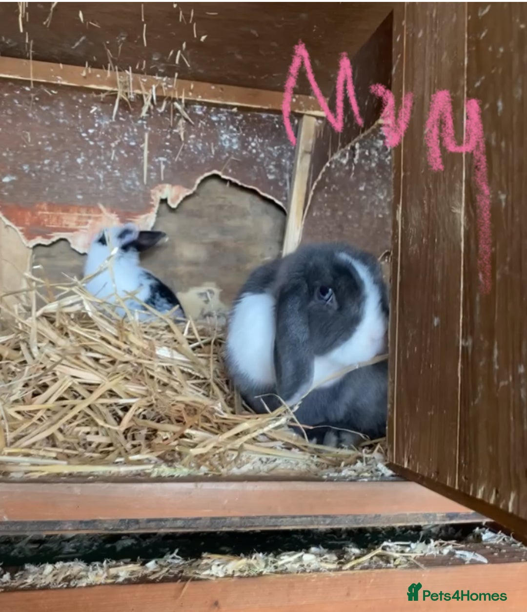 Mini Lop rabbits for sale: 4 beautiful rabbits  - Image 17