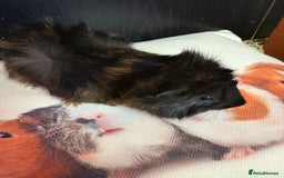 Guinea Pig rodents for sale: Beautiful boy Guinea pigs  - Image 4