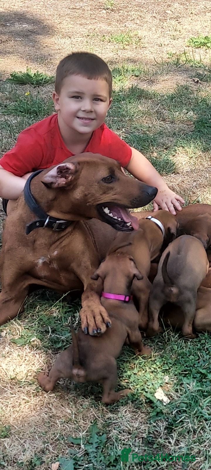 Rhodesian Ridgeback dogs Kc reg.health tested Rr puppies - Advert 2
