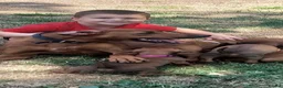 Rhodesian Ridgeback dogs for sale: Kc reg.health tested Rr puppies - Advert 14