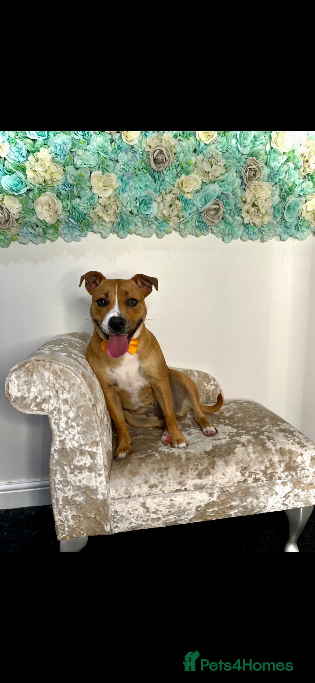 Staffordshire Bull Terrier dogs for sale: Lexi  - Advert 2