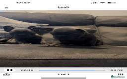 French Bulldog dogs for sale: French bulldogs puppies  - Image 18