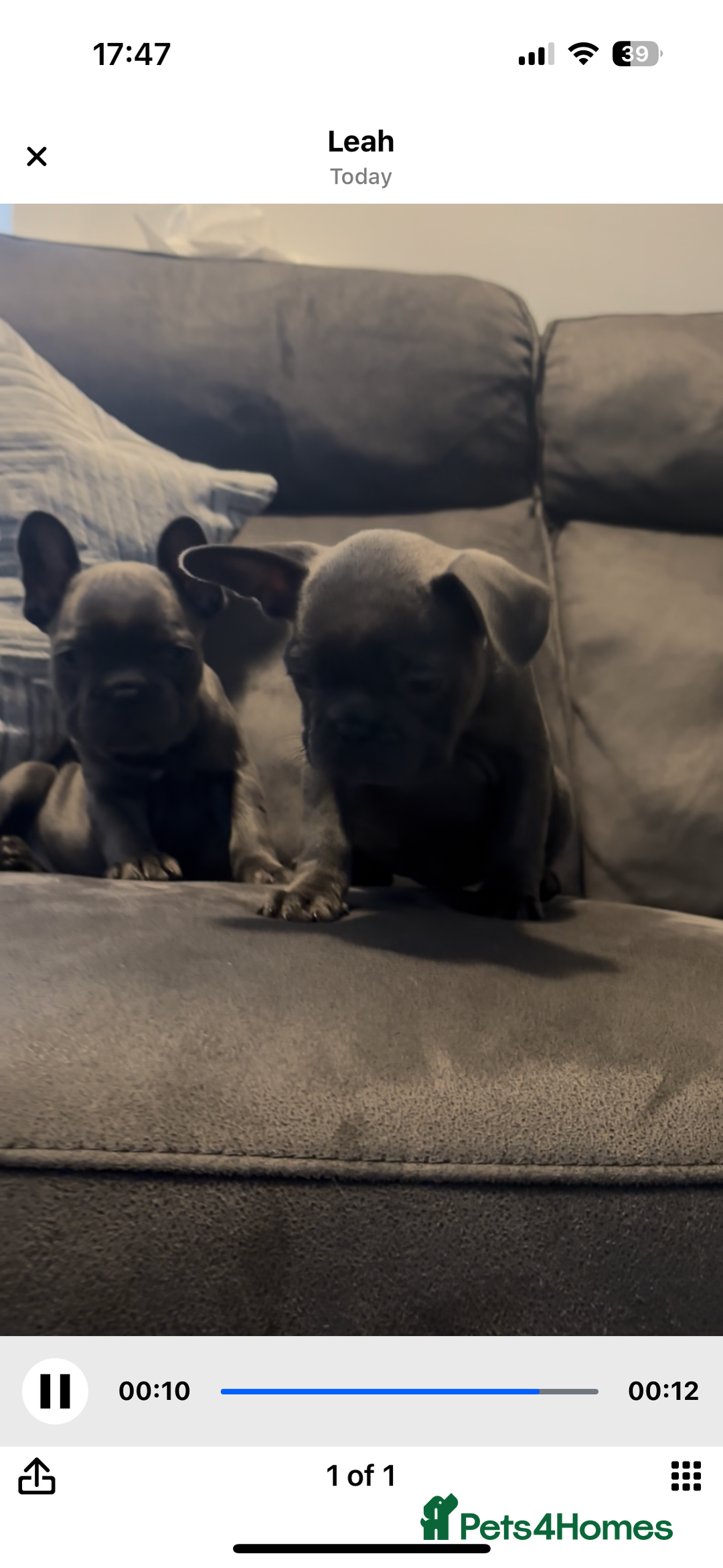 French Bulldog dogs for sale: French bulldogs puppies  - Image 18