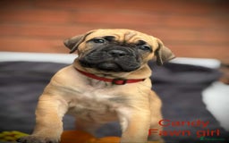 Cane Corso dogs for sale: 🐾✨PatoSquad Kennel FCI Grand Champion Puppies✨🐾 - Advert 11