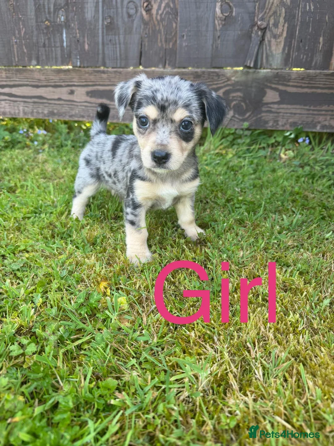 Mixed Breed dogs for sale: Jack Russell X Norfolk Terrier Puppies  in Dereham - Advert 1