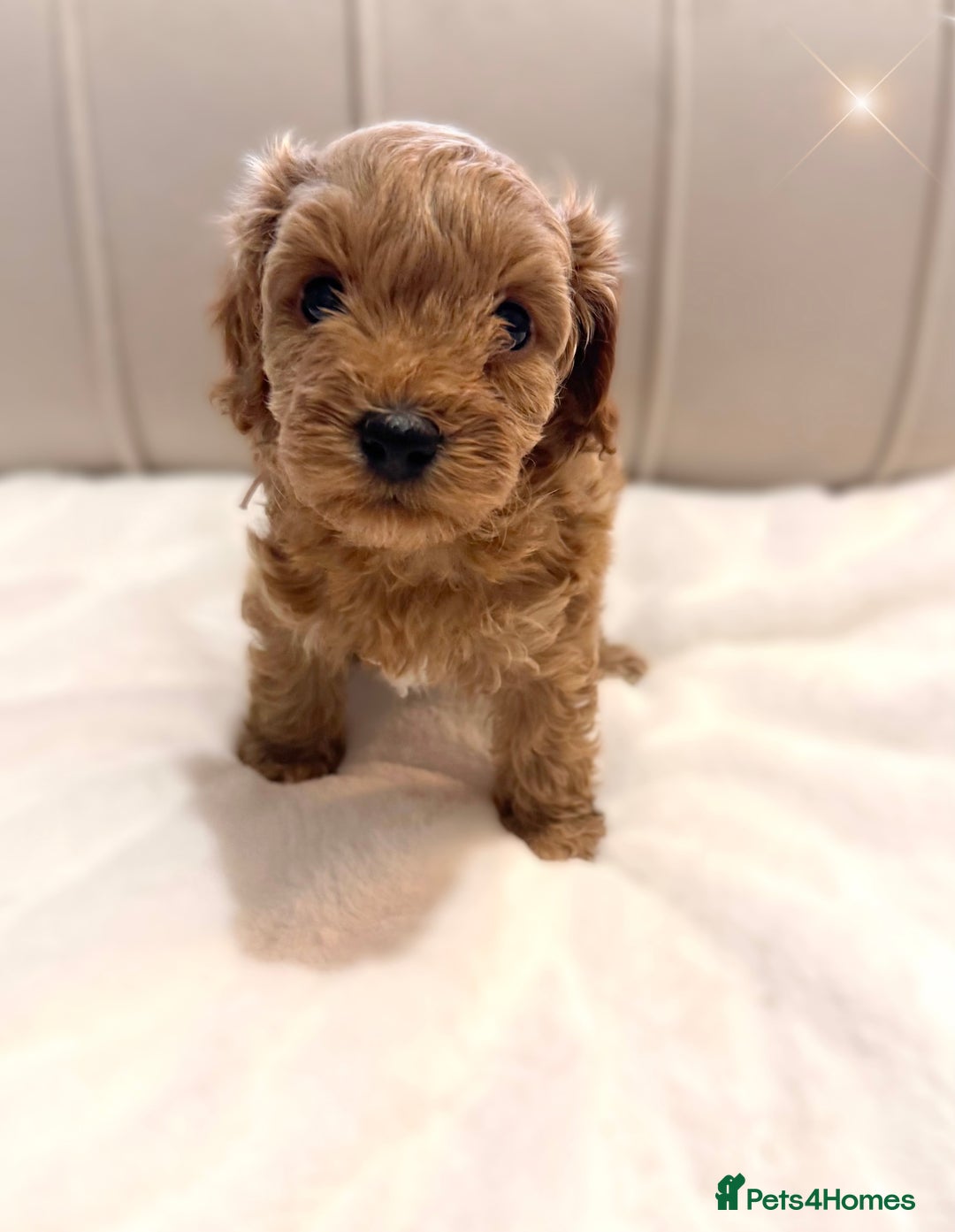 Cavapoochon dogs for sale: Premium Quality Teddy Toy Cavapoochons F1B - Advert 27