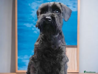 Miniature Schnauzer dogs in Newark - Advert 3