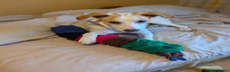 Mixed Breed dogs for adoption: Milo Is a 9 month old pointer cross in Cheltenham - Advert 7