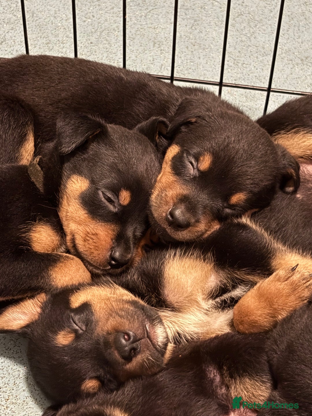 Rottweiler dogs for sale: Rottweiler puppies ready to leave now !!!! - Advert 2