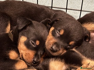 Rottweiler dogs 2x boys and 6x girls Rottweiler pups - Advert 6