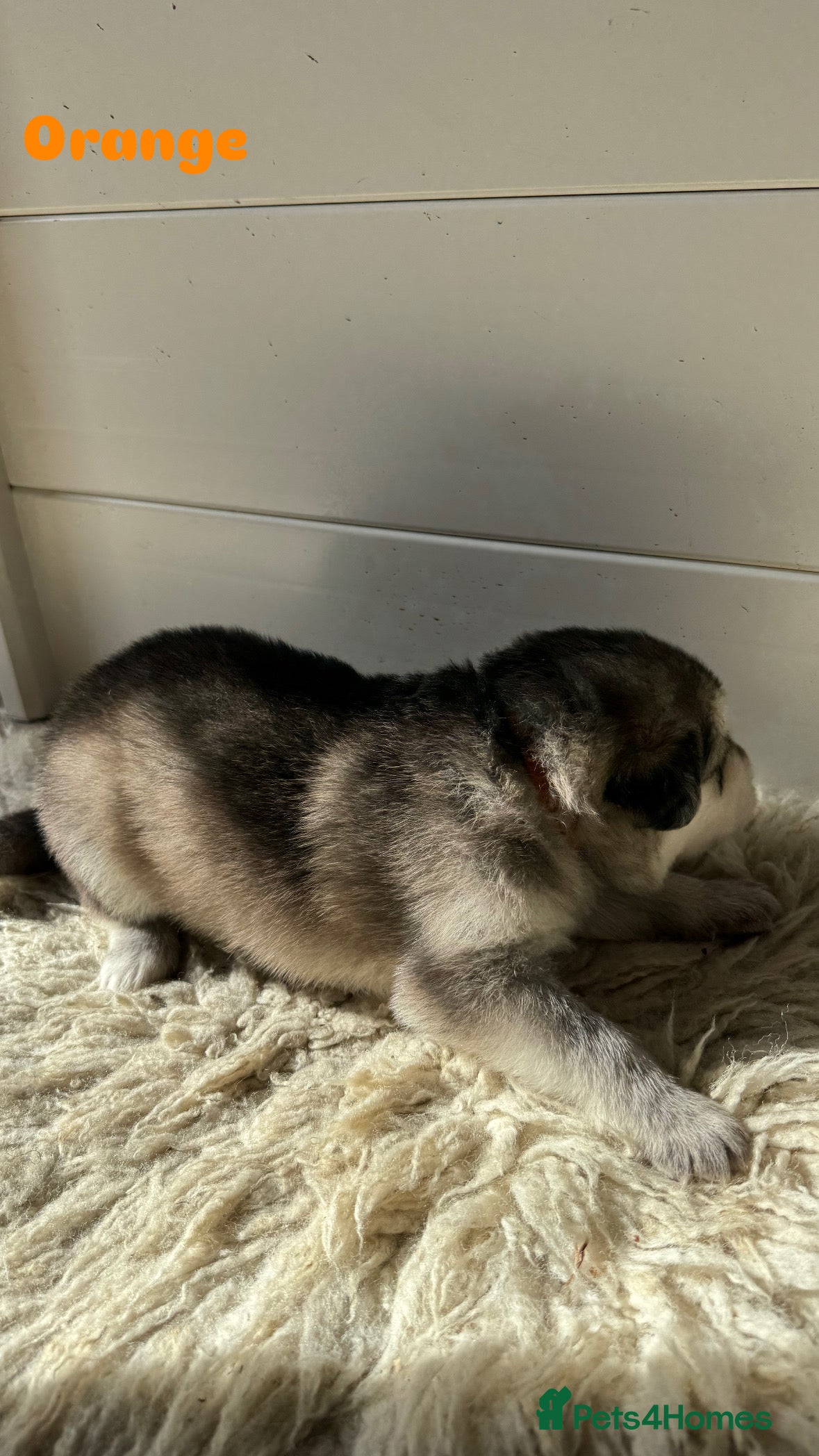 Mixed Breed dogs German Shepherd x White Swiss Shepherd - Advert 2