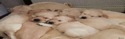 Golden Retriever dogs for sale: Golden retriever puppies - Advert 13