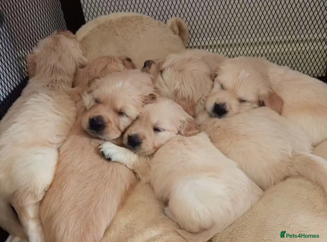 Golden Retriever dogs for sale: Golden retriever puppies - Advert 13