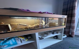 Bearded Dragon reptiles for sale: 3 year old beared dragon- comes with viv+extras - Image 3