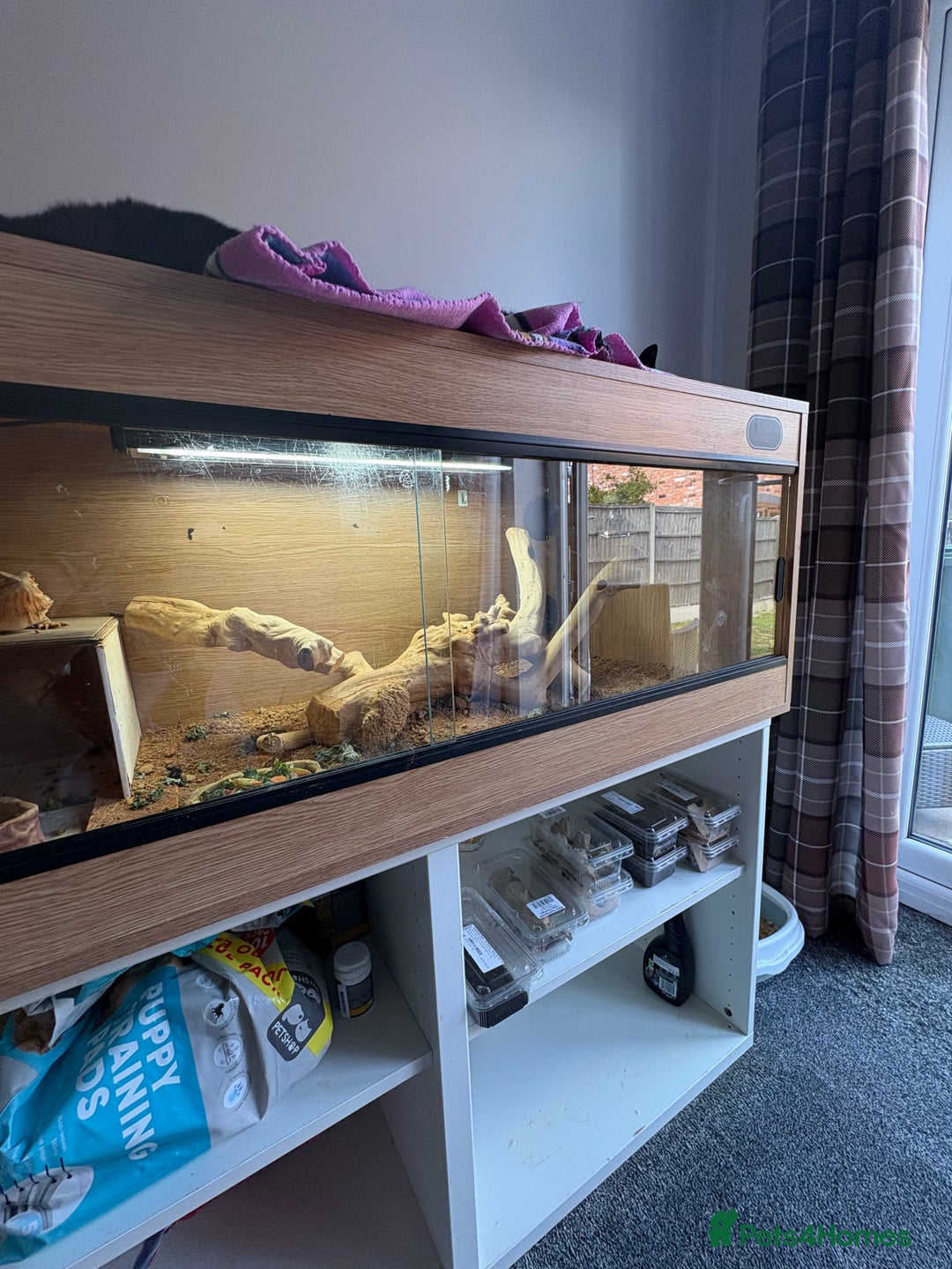 Bearded Dragon reptiles for sale: 3 year old beared dragon- comes with viv+extras - Image 3