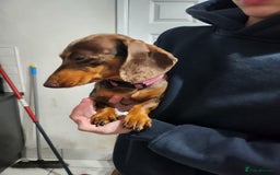 Miniature Dachshund dogs for sale: Chocolate dapple girl  - Image 3