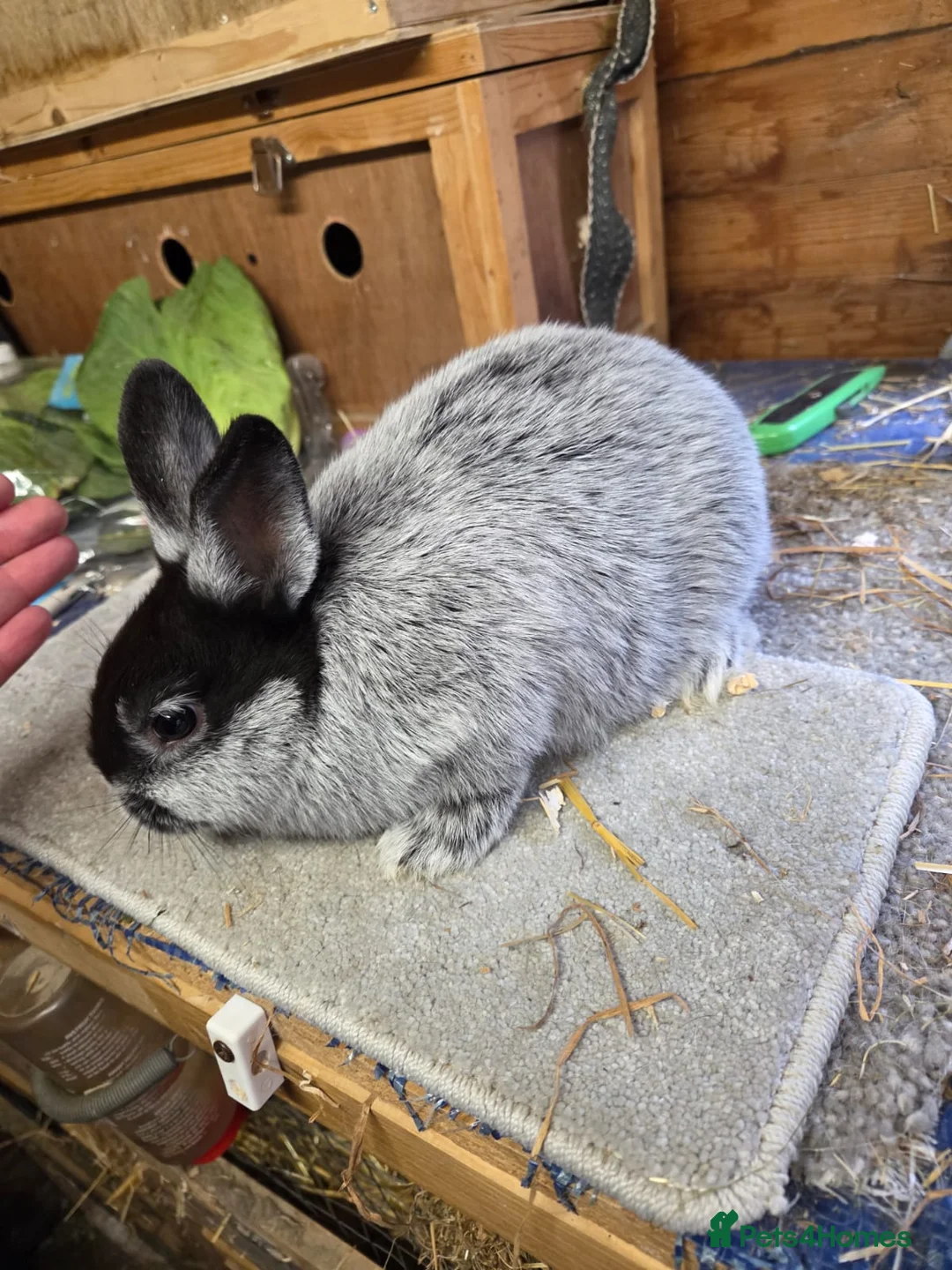 Argente rabbits for sale: Argente Noir bunnies for sale  - Advert 1