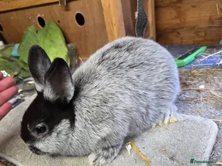 Argente rabbits Argente Noir bunnies for sale - Advert 1