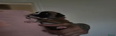 Boxer Puppy 2