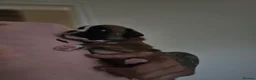 Boxer dogs for sale: Boxer puppies looking for their forever homes  - Advert 11