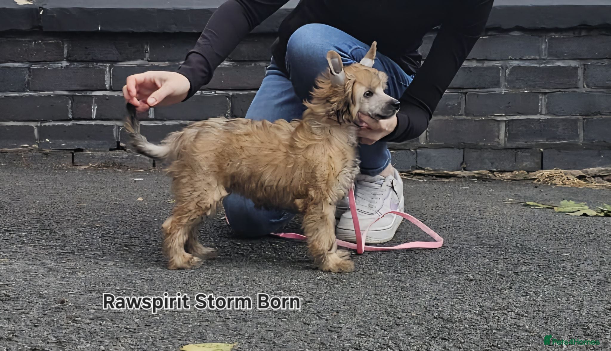 Chinese Crested dogs Boy£1100 girl £1500 ready now all paperwork done  - Advert 1