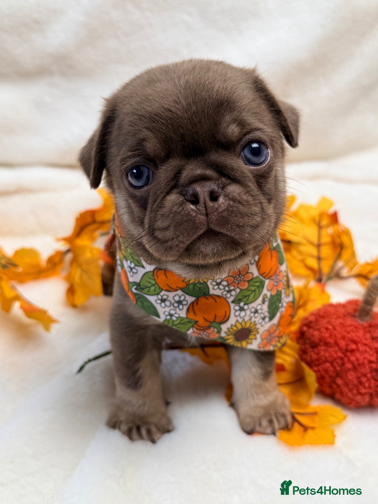 Pug dogs 3rd generation pugs health tested parents  - Advert 2