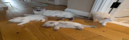 Ragdoll cats for sale: 3 Ragdoll Girls - Advert 2