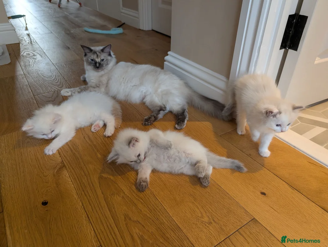 Ragdoll cats for sale: 3 Ragdoll Girls - Advert 2