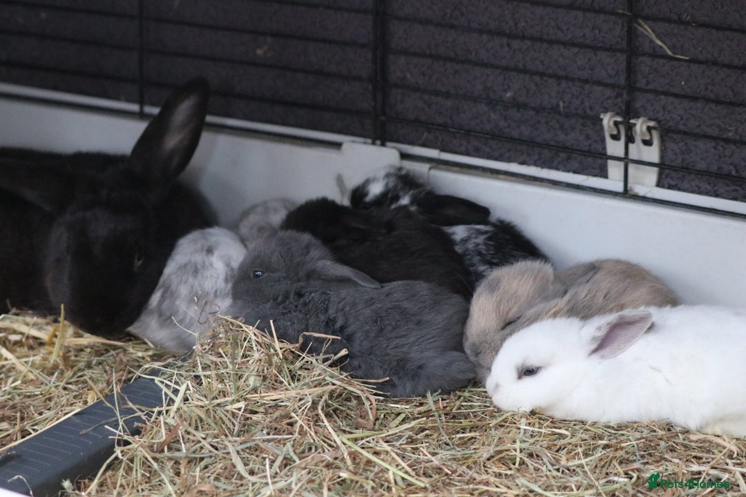 Mixed Breed rabbits for sale: Beautiful bunny's  - Advert 2