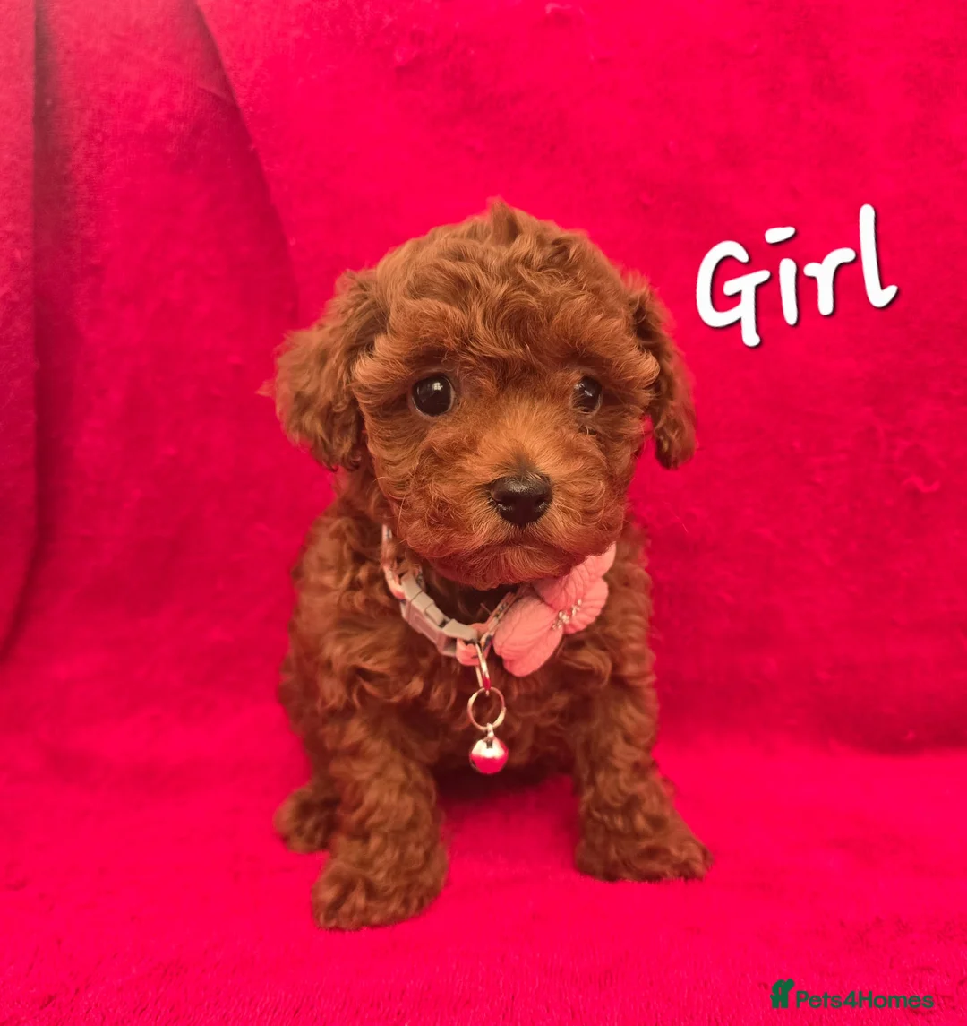 Toy Poodle dogs for sale:  Asian Toy Poodles (both parents Asian) For sale - Advert 38