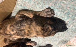 Great Dane dogs for sale: Stunning Brindle Great Dane Puppies -ONLY ONE LEFT - Image 14