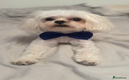 Maltese dogs for stud: Rocky Tiny Maltese for stud in Coventry - Image 2