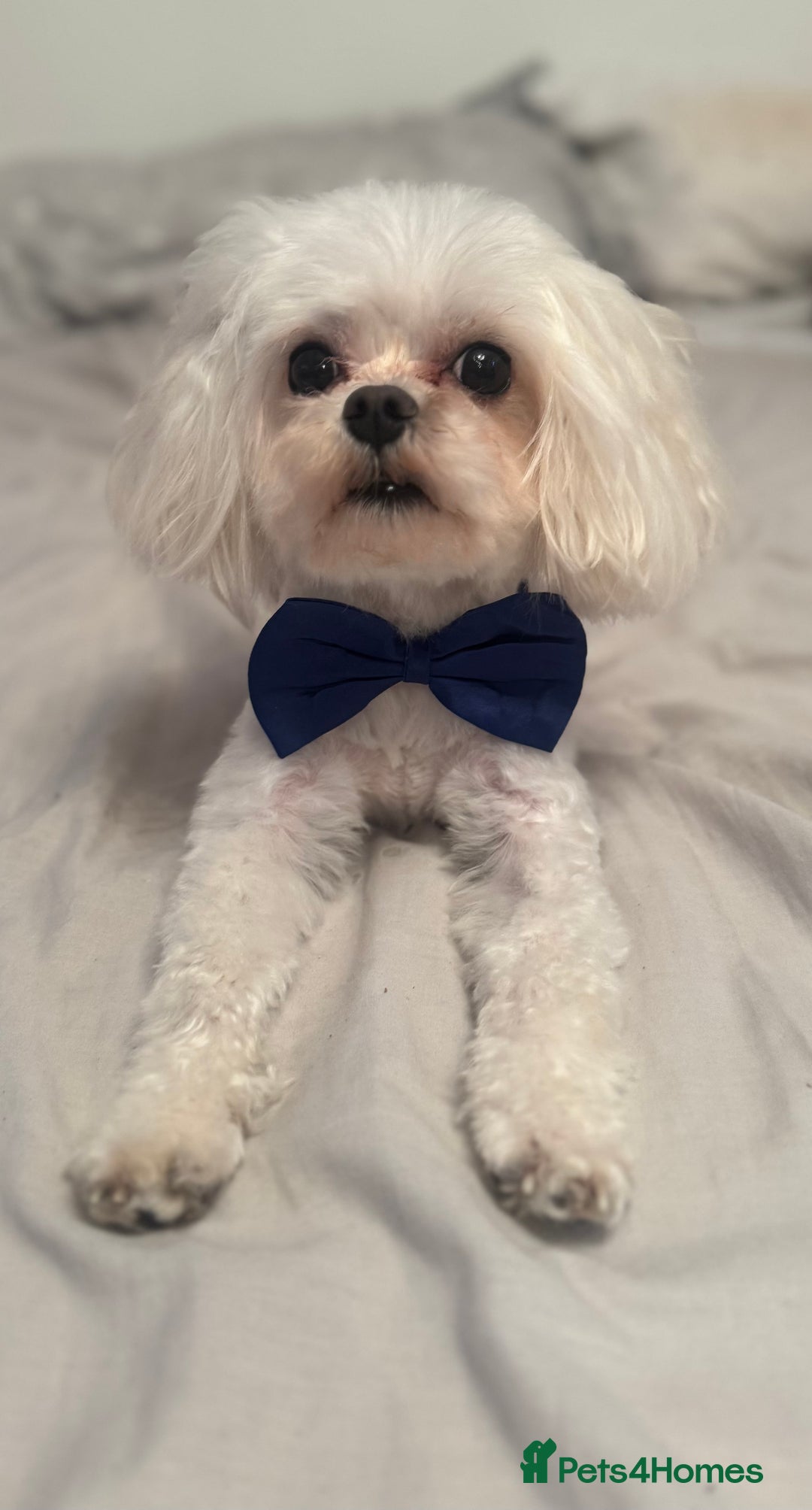 Maltese dogs for stud: Rocky Tiny Maltese for stud in Coventry - Image 2