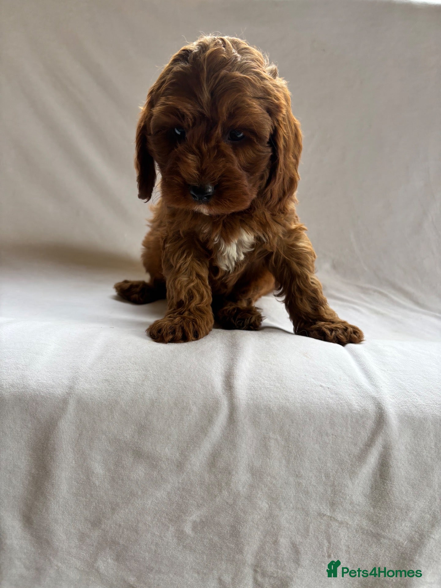 Cavapoo dogs Our delightful Cavapoo puppies  - Advert 14