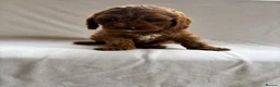 Cavapoo dogs for sale: Our delightful Cavapoo puppies  - Advert 9