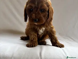 Cavapoo dogs Our delightful Cavapoo puppies - Advert 14
