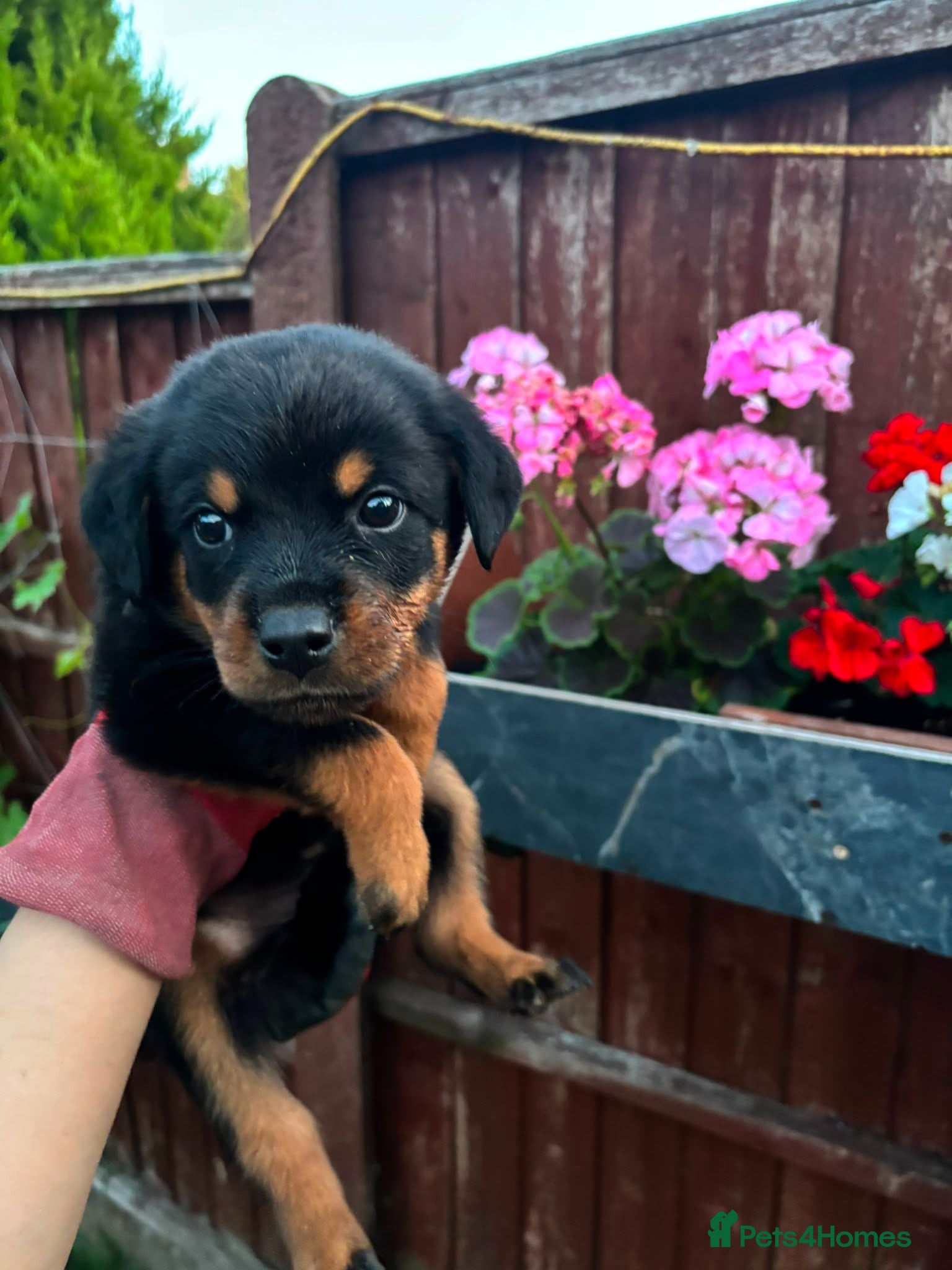Rottweiler dogs Fazal  - Advert 6