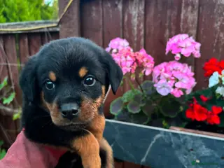 Rottweiler dogs Fazal - Advert 6