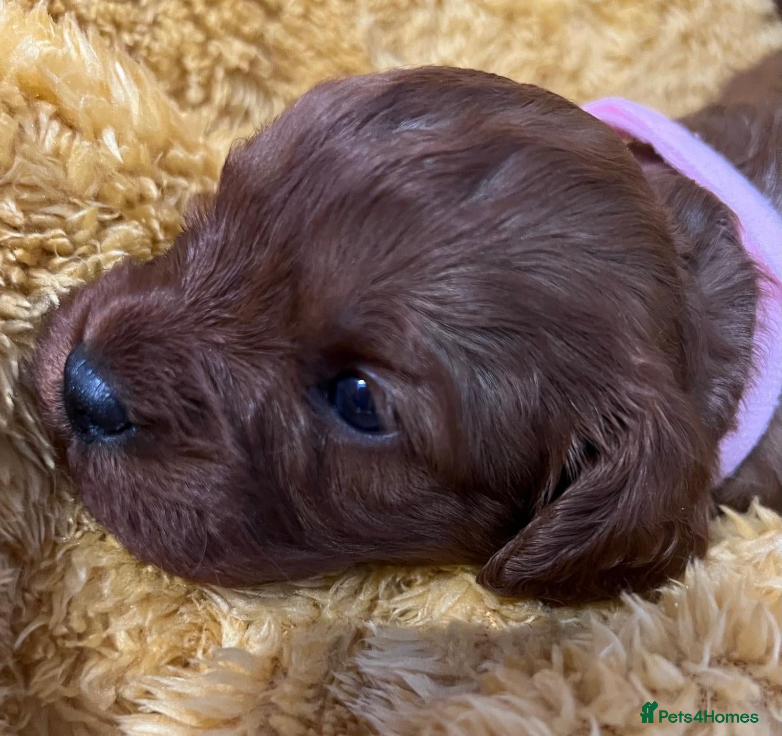 Cavapoo dogs Sensational Cavapoo Puppies-Parents Health Tested - Advert 2