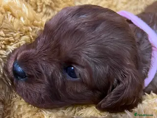 Cavapoo dogs Sensational Cavapoo Puppies-Parents Health Tested - Advert 16