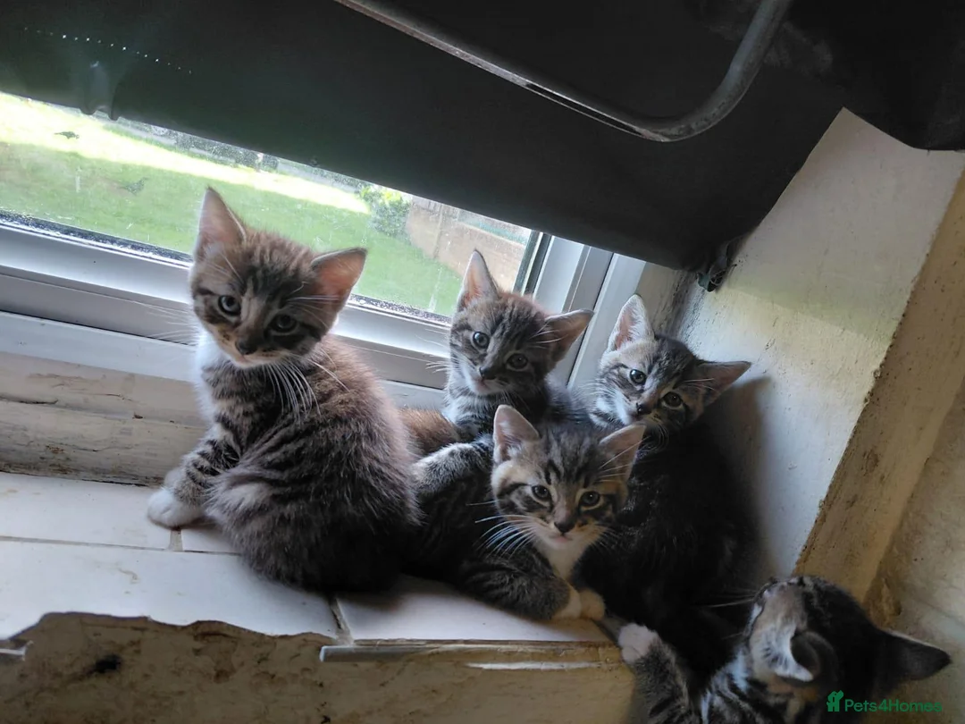 Bengal cats for sale: Bengal Kittens for Sale in Pinner - Advert 7