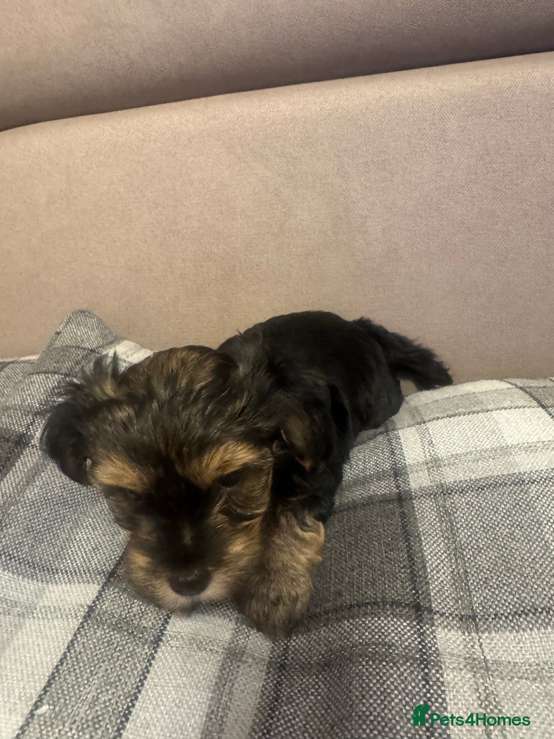 Yorkshire Terrier dogs for sale: YORKSHIRE TERRIER 2 BOYS  - Image 12
