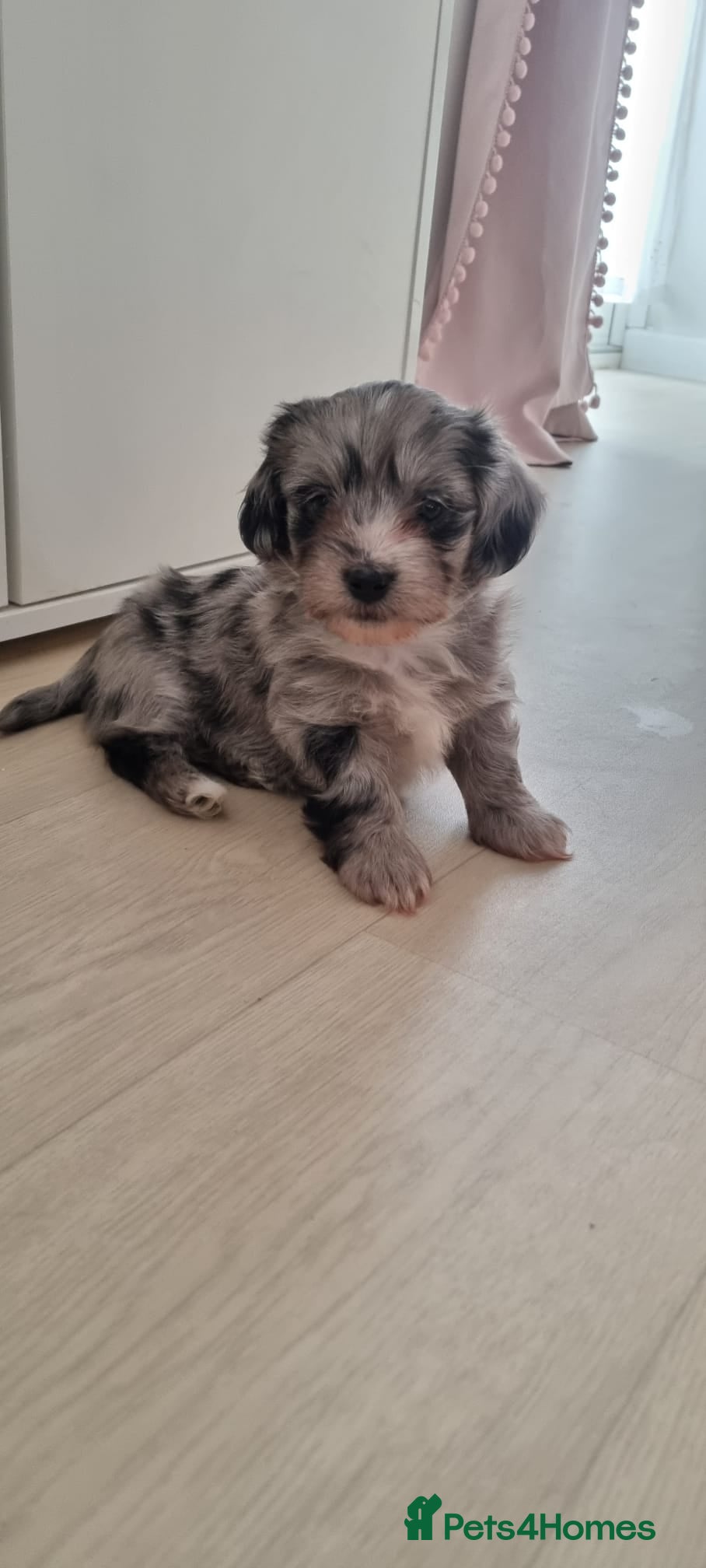 Mixed Breed dogs   **  Mauxie dog puppies  - Advert 4