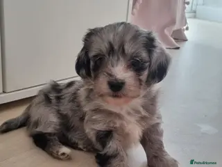 Mixed Breed dogs ** Mauxie dog puppies - Advert 4