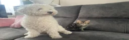Mixed Breed cats for sale: Turkish Agura mix kitten  - Advert 3