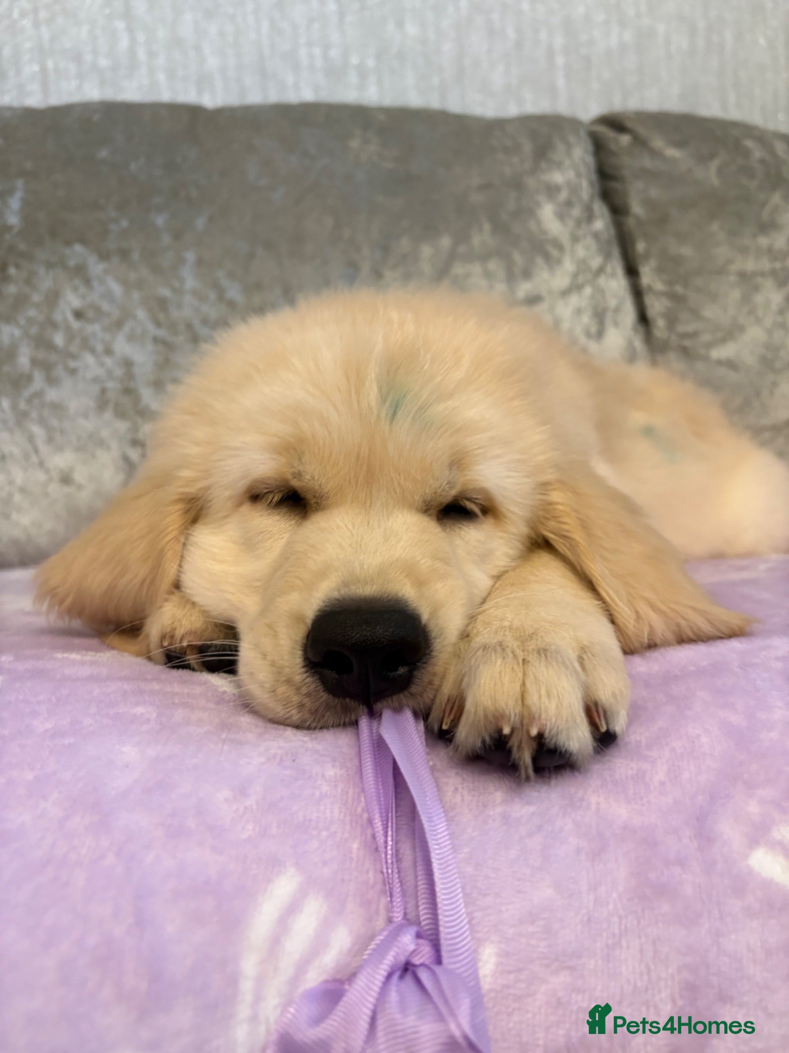 Golden Retriever dogs *£2,250.00* Pure Gentle Golden Retriever puppies  - Advert 2