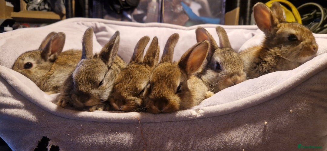 Mixed Breed rabbits for sale:   6 Gorgeous Ginger Male Bunnies for Sale 🐰 - Advert 3