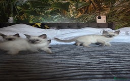 Ragdoll cats for sale: Beautiful ragdoll kittens  - Image 7