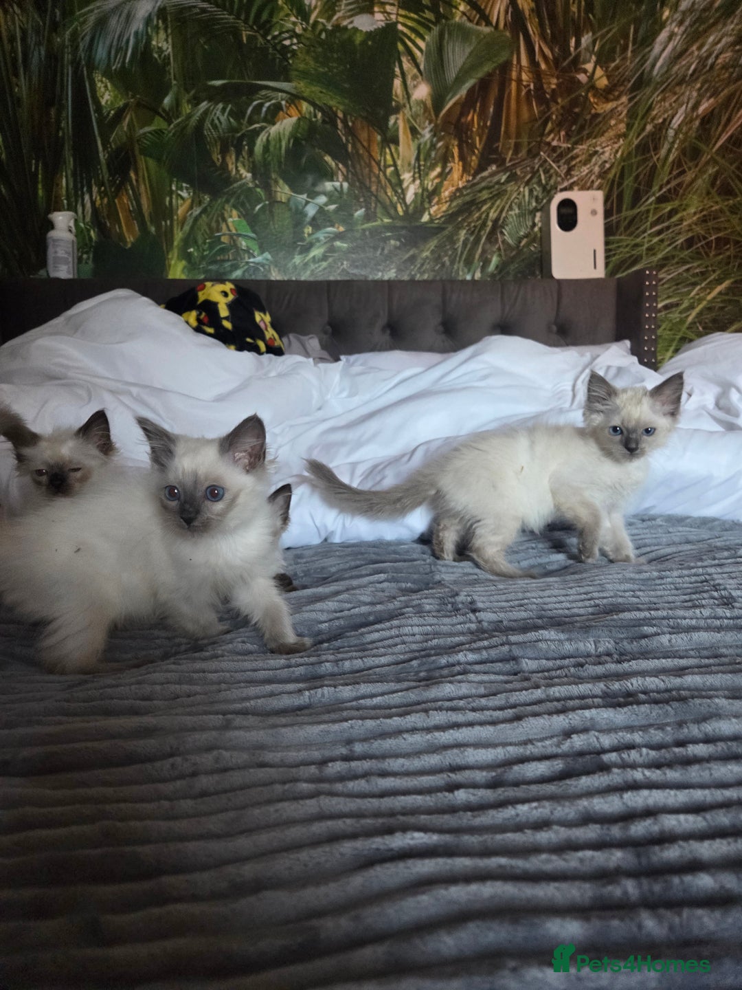 Ragdoll cats for sale: Beautiful ragdoll kittens  - Image 7